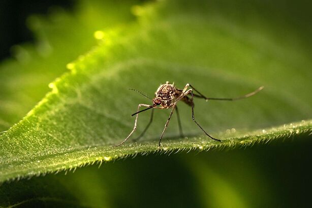 5 Ways To Keep Mosquitos Out Of Your Yard