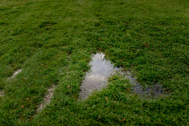 Tips To Prevent A Soggy Lawn After Rainfall