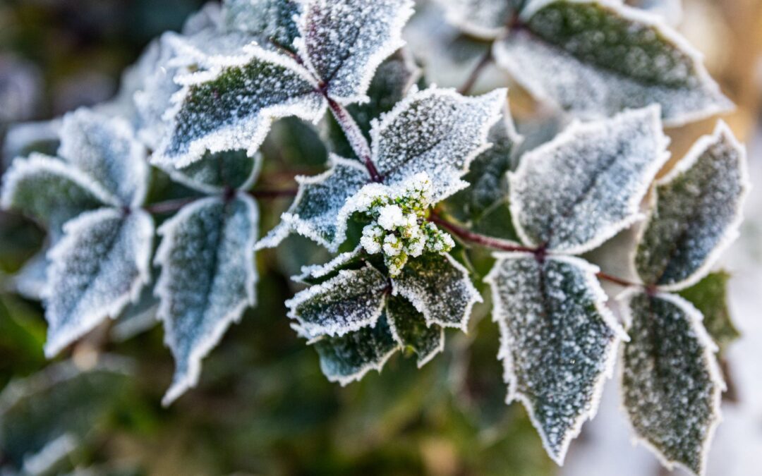 Gardening In December