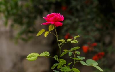 How To Plant A Rose Garden