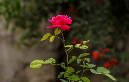 How To Plant A Rose Garden