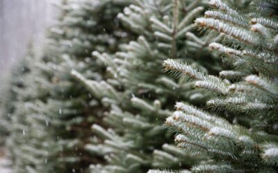 Easy Ways To Maintain Your Trees In The Winter