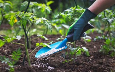 The Ultimate Fertilizing Schedule for a Thriving Garden