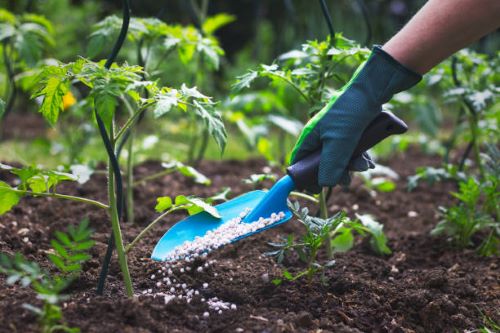 The Ultimate Fertilizing Schedule for a Thriving Garden
