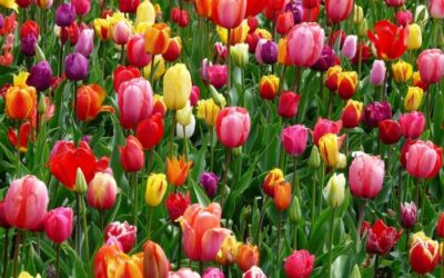 The Best Bulbs to Brighten Up Your Spring Garden