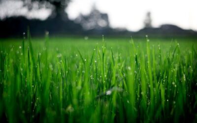 Pros and Cons of Synthetic Grass Over a Live Lawn