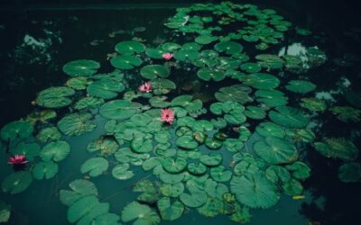 The Benefits of Adding a Pond to Your Garden