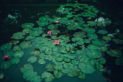The Benefits of Adding a Pond to Your Garden