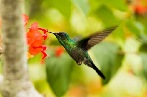 How to Attract Hummingbirds to Your Garden