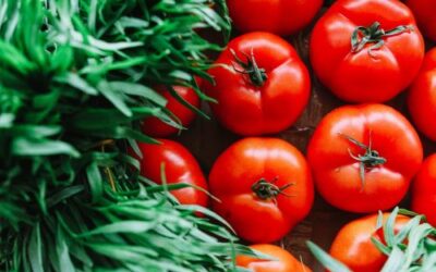 10 Tips for Growing Outstanding Tomatoes in Your Backyard