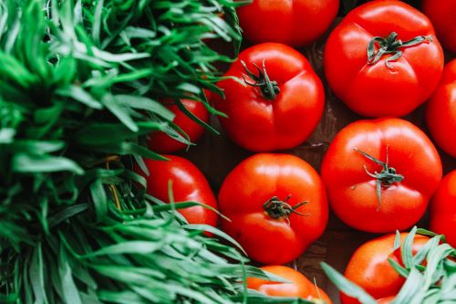 10 Tips for Growing Outstanding Tomatoes in Your Backyard