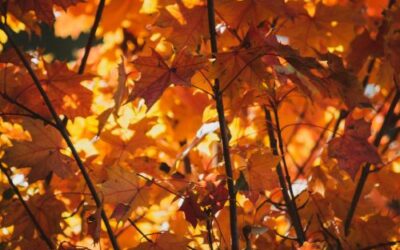Fall foliage: How to enhance your landscape with vibrant autumn colors