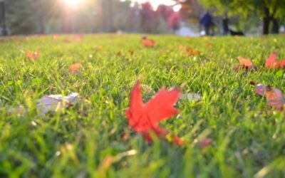 Fall Lawn Maintenance and Landscaping Checklist For Virginia