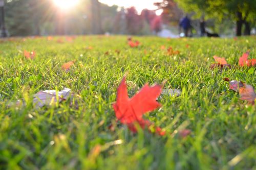 Fall Lawn Maintenance and Landscaping Checklist For Virginia