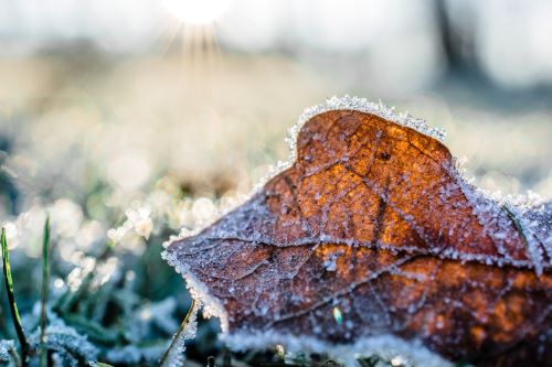 Preparing Your Garden for Winter: Essential Tips for Winterizing Your Plants