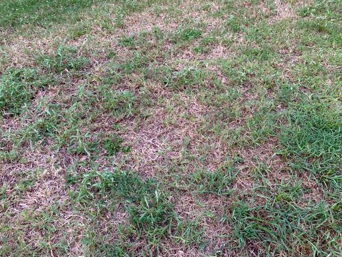 Winter Lawn Diseases: How to Spot and Treat Them