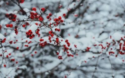 The Beauty of Winter Landscaping: Ideas for Seasonal Plantings and Decorations