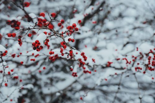 The Beauty of Winter Landscaping: Ideas for Seasonal Plantings and Decorations