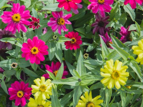 February Garden Planning: Jack’s Tips for a Colorful Spring