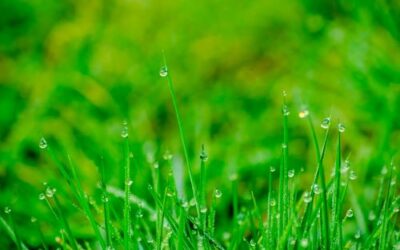 The Secret to a Lush Lawn: Nurturing Soil Health