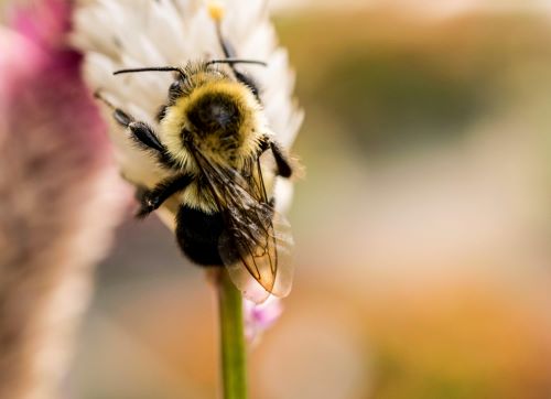Creating a Bee-Friendly Garden