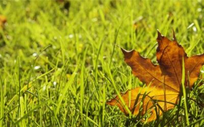 Preparing Your Lawn for Fall: Essential Tips for a Healthy Yard