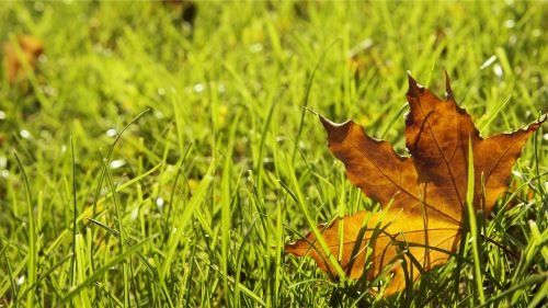 Preparing Your Lawn for Fall: Essential Tips for a Healthy Yard