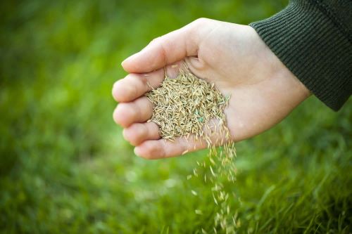 The Importance of Fall Aeration and Overseeding in Virginia