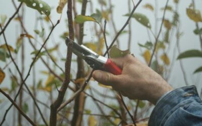 Pruning and Trimming: Preparing Trees and Shrubs for Winter in Virginia