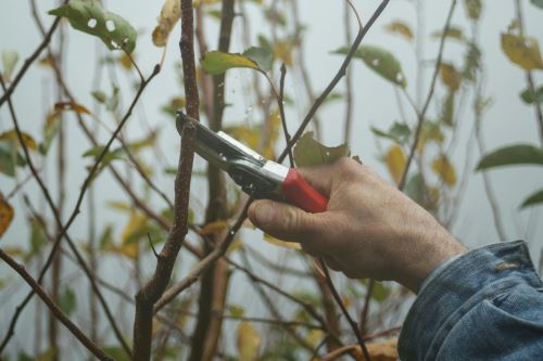 Pruning and Trimming: Preparing Trees and Shrubs for Winter in Virginia