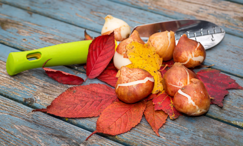 Planting Bulbs in November: Flowers to Look Forward to in Spring