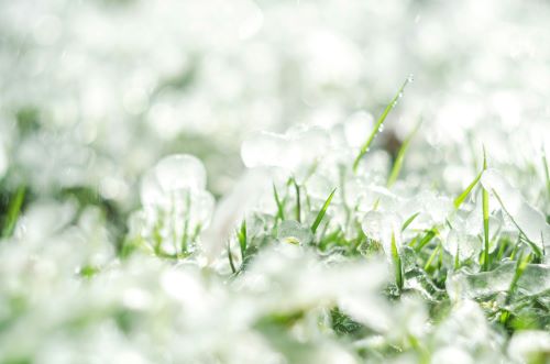 How Snow and Ice Affect Your Lawn: Facts and Myths