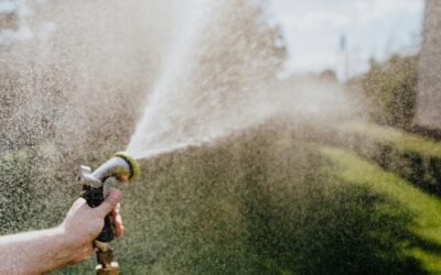 Winter Watering: Does Your Lawn Need It?