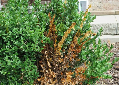 How to Spot Winter Damage on Trees and Shrubs